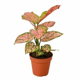 Chinese Evergreen 'Lady Valentine' (size: 4" Pot)