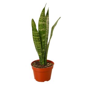 Snake Plant 'Zeylanica' (Pot Style: Nursery Pot, size: 8" Pot)